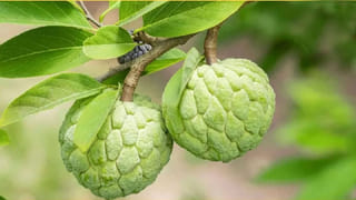 Thyroid Diet: థైరాయిడ్ మందులు వేసుకున్నా ఫలితం లేదా? ఈ 5 ఫుడ్స్ మీ శక్తిని నాశనం చేస్తున్నాయి!