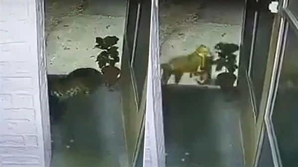 Viral Video: పోలీస్ స్టేషన్ ఆవరణలో కుక్కను ఎత్తుకెళ్లిన చిరుత... సీసీటీవీలో రికార్డ్