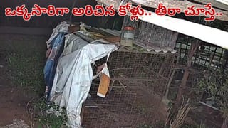 Andhra Pradesh: అర్ధరాత్రి గట్టి గట్టిగా అరిచిన కోళ్లు.. ఏంటా అని చూడగా గుండెలు గుభేల్.. వీడియో వైరల్..