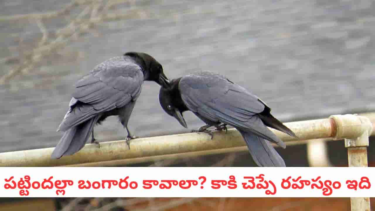 Crow Facts: జీవిత భాగస్వామితో గొడవలా?.. కాకి నుంచి నేర్చుకోవాల్సిన 5 జీవిత పాఠాలివి..