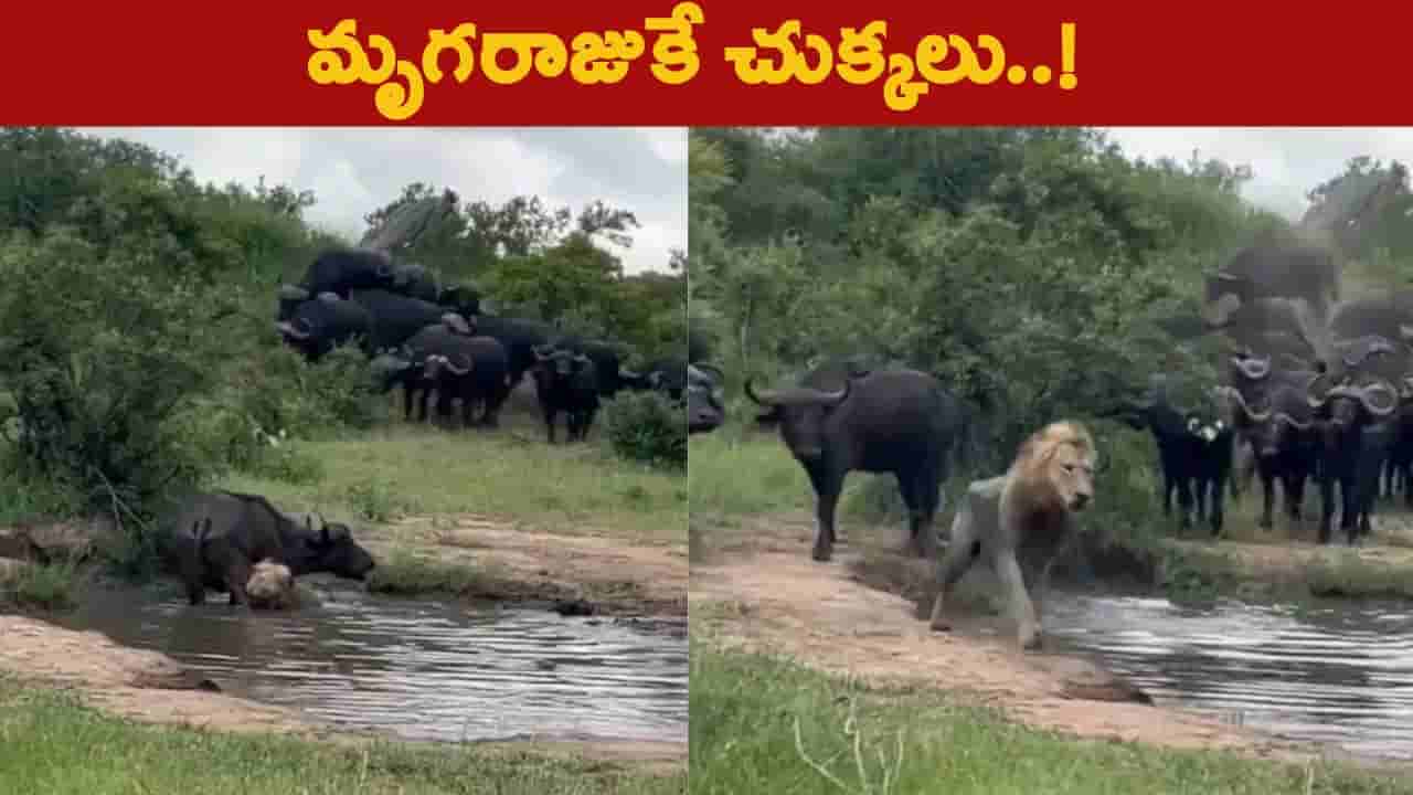Lion Attack: అడవి గెదేపై సింహం దాడి.. చివరకు ఏం జరిగిందో చూస్తూ షాక్ అవ్వాల్సిందే!
