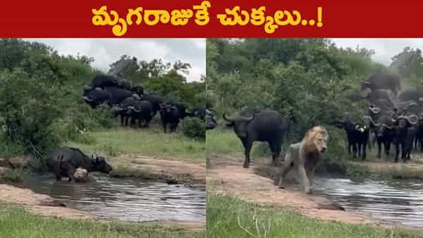 Lion Attack: అడవి గెదేపై సింహం దాడి.. చివరకు ఏం జరిగిందో చూస్తూ షాక్ అవ్వాల్సిందే!