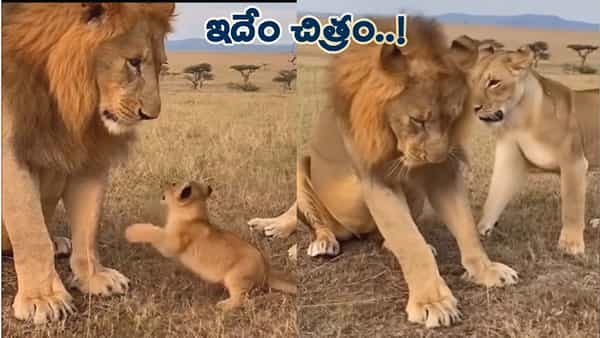 మగ సింహం చెంప చెల్లుమనిపించిన ఆడ సింహం.. తర్వాత ఏం జరిగిందో తెలుసా?