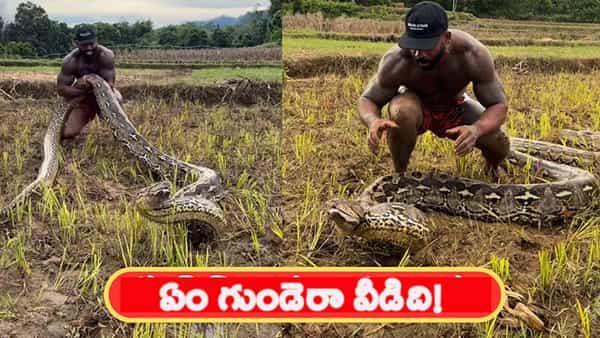 Viral Video: కంటపడ్డ 21 అడుగుల కొండచిలువ.. తరువాత ఏమి జరిగిందో చూడండి..!