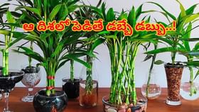 ఈ మొక్కను ఇంట్లో పెట్టుకున్నారంటే సంపదకు లోటు లేదు..డబ్బే డబ్బు..