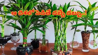 Rudraksha Remedies: రుద్రాక్షను ధరించాలనుకుంటున్నారా..? ఈ జాగ్రత్తలు తప్పని సరి..