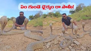 ఏం గుండె ధైర్యం రా సామీ.. ఒంటి చేత్తో భారీ ఫైథాన్‌ను ఒడిసి పట్టిన యువతి..!