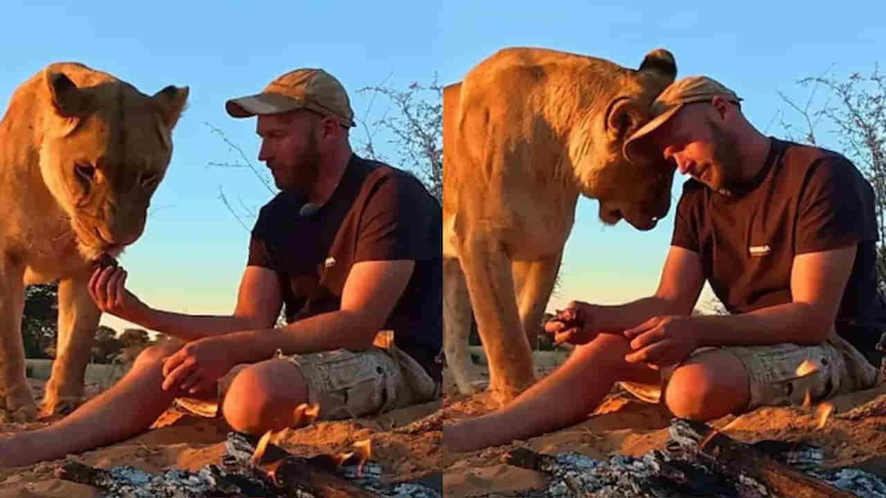 Viral Video: సింహం తన వేటను మనిషితో పంచుకోవడం చూశారా... నమ్మకం అంటే ఇది అంటున్న నెటిజన్స్‌