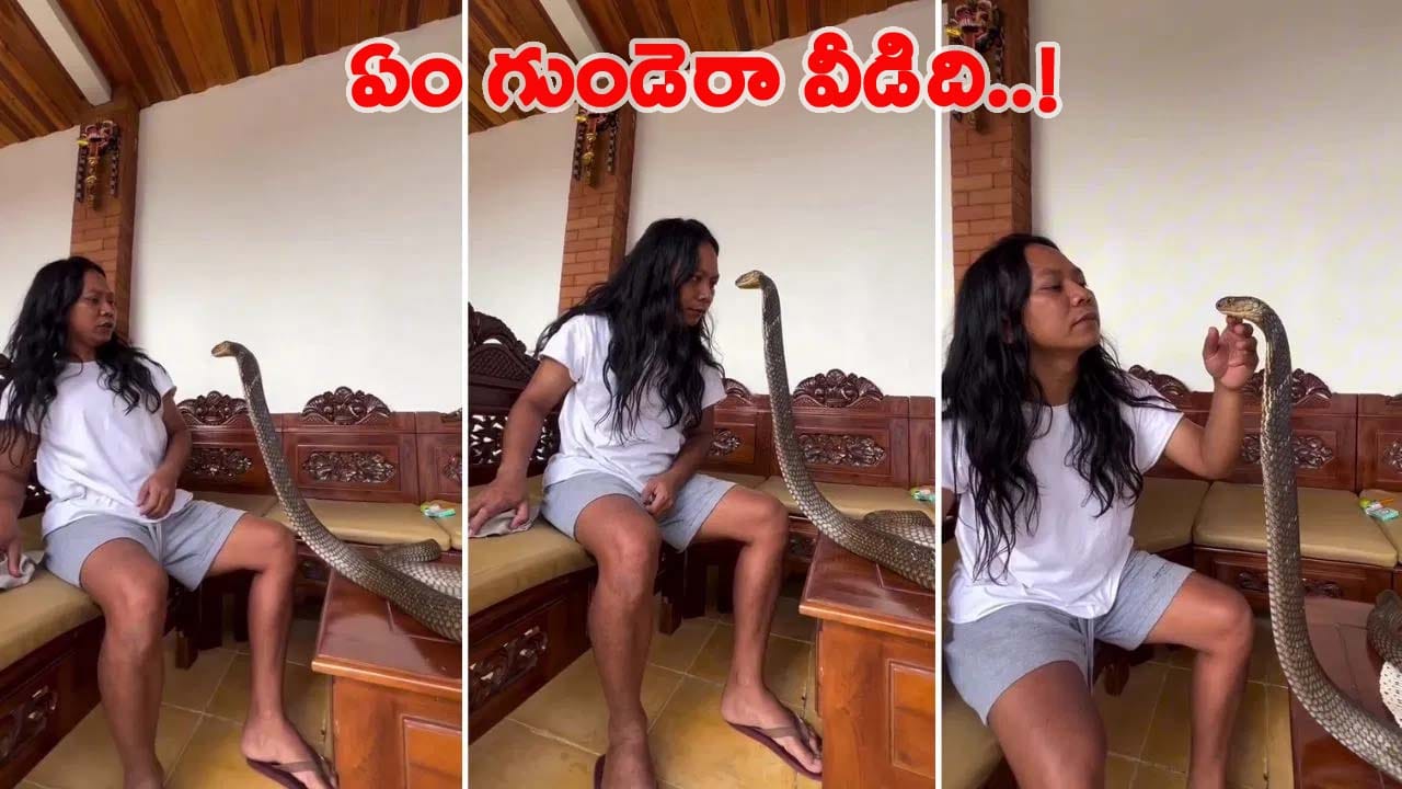 Shocking Video: వామ్మో.. ఏం గుండెరా వాడిది.. కింగ్ కోబ్రాతో ముద్దుముచ్చట..!