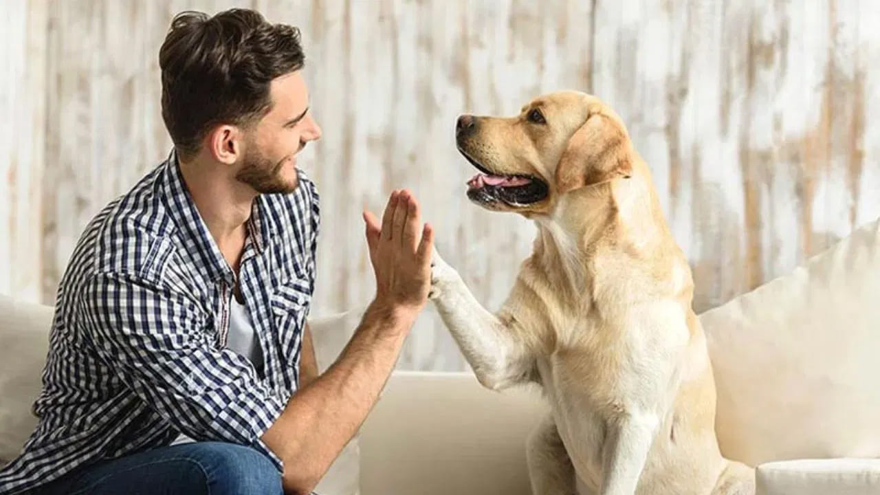 ఒక కుక్క తోకను పైకి లేపి చెవులు గుచ్చుకుంటూ ఉంటే.. అది కోపంగా ఉందని అర్ధం చేసుకోవాలి. అయితే ఇవి కేవలం బహిరంగంగా కనిపించే అంచనాలు మాత్రమే. కాబట్టి మీ ఇంట్లో కుక్కను దగ్గరికి తీసుకునే ముందు సరైన జాగ్రత్తలు తీసుకోవాలని డాక్టర్‌ పాండే అంటున్నారు.