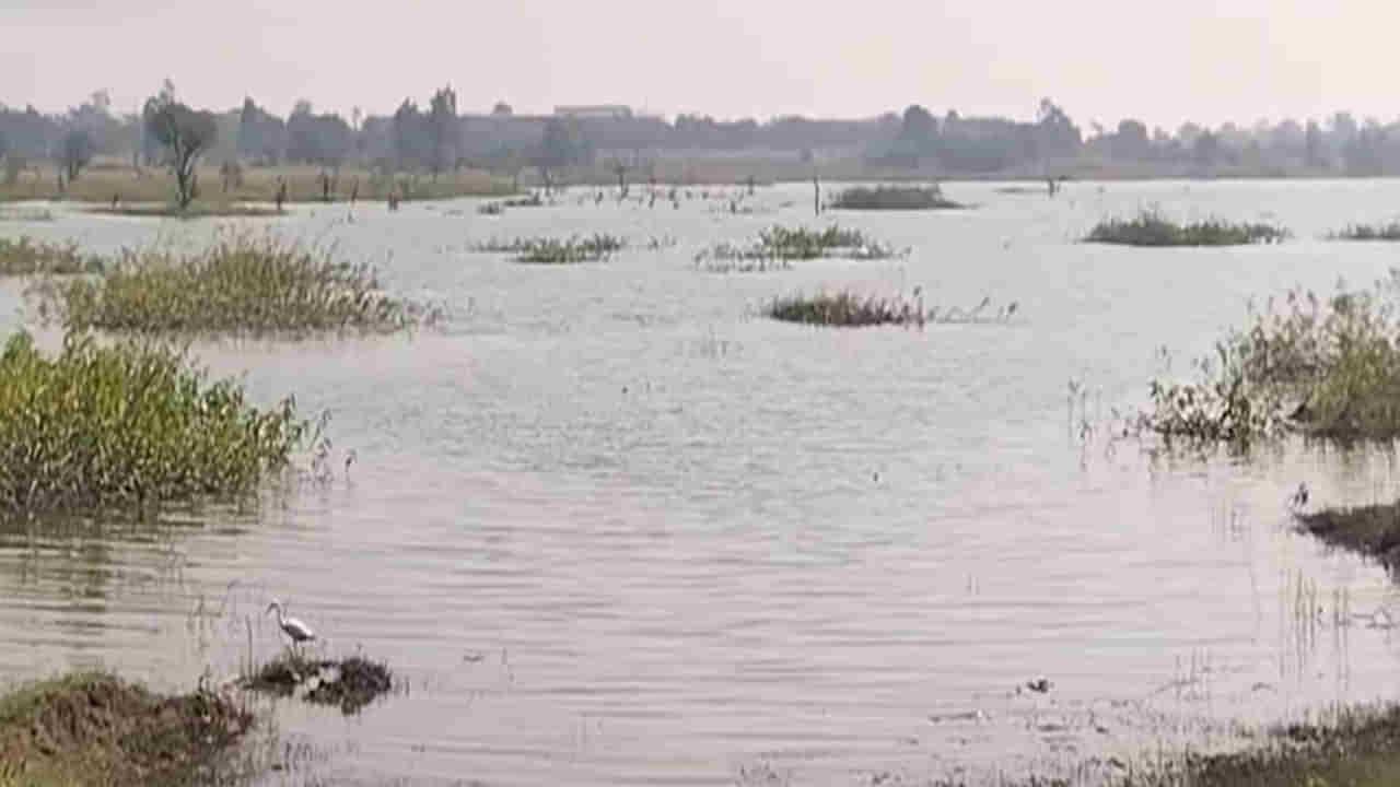 Telangana: గంపెడు ఆశతో చేపల కోసం చెరువులోకి దిగారు.. తీరా నీటిలో కనిపించింది చూడగా