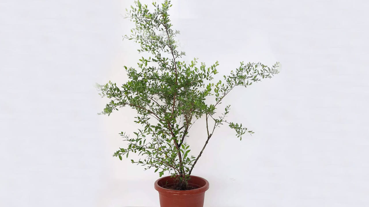 మెహందీ మొక్క: ఈ మొక్క సువాసన, ప్రయోజనకరమైనది అయినప్పటికీ, ఇంటి దగ్గర ఈ మొక్కను నాటడం మంచిది కాదని చెబుతారు. ఎందుకంటే ఈ మొక్క ప్రతికూల శక్తిని ఉత్పత్తి చేస్తుంది, ఇది ఆరోగ్య సంబంధిత సమస్యలను, ఇంట్లో అస్థిరతను కలిగిస్తుంది.