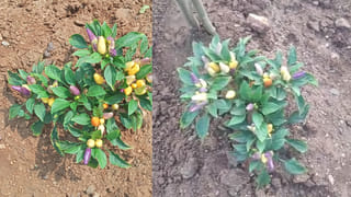 Andhra News: కర్నూలు కోర్టు సంచలన తీర్పు.. నిందితుడికి ఊహించని ట్విస్ట్!