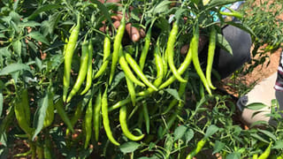 Prakasam: ఏపుగా పెరిగిన మిర్చి పంట నుంచి ఎన్నడూ రాని ఘాటు వాసన.. పోలీసులు వెళ్లి చూడగా..