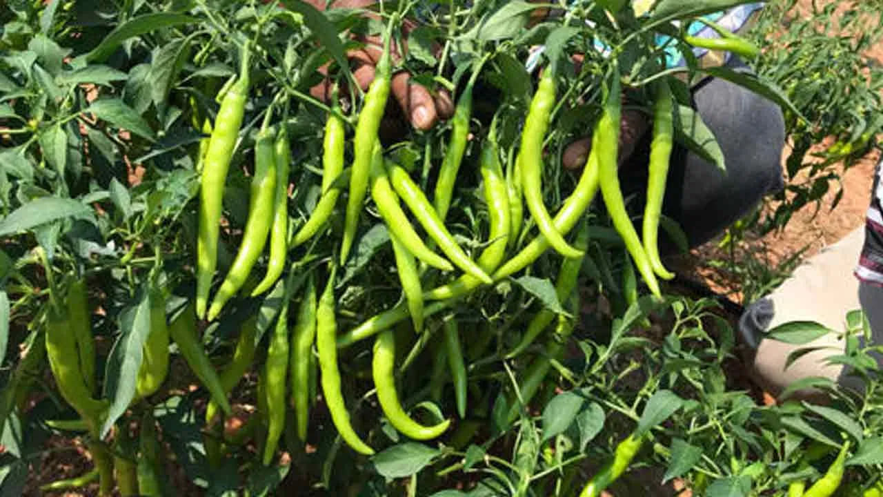 Prakasam: ఏపుగా పెరిగిన మిర్చి పంట నుంచి ఎన్నడూ రాని ఘాటు వాసన.. పోలీసులు వెళ్లి చూడగా..