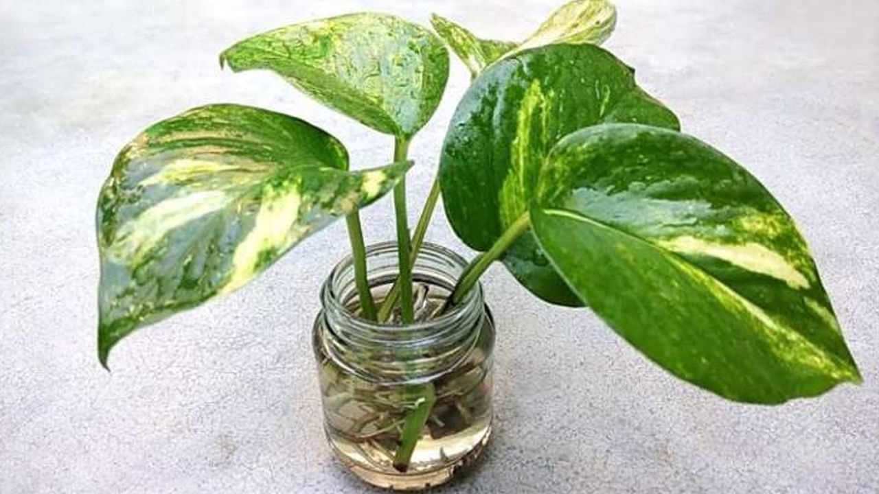 మనీ ప్లాంట్ మొక్కను ఇంటికి ఆగ్నేయ దిశలో నాటాలని వాస్తు నిపుణులు చెబుతున్నారు. ఎందుకంటే..ఇంటికి ఆగ్రేయ దిశకు అధిపతి వినాయకుడు, ప్రతినిధి శుక్రుడు. గణేశుడు అన్ని కష్టాలు, అడ్డంకులను తొలగిస్తాడు. శుక్రుడు ఇంట్లో సంపద, శ్రేయస్సు, గౌరవాన్ని పెంచుతుంది. అందుకే ఈ మొక్కను ఎప్పుడూ ఇంటి లోపల ఆగ్నేయ దిశలో నాటాలని వాస్తు పండితులు చెబుతున్నారు. ఇలా చేయడం వల్ల ఇంట్లో ధనానికి లోటు ఉండదు, సకల అరిష్టాలు కూడా పోతాయని నమ్మకం. 
