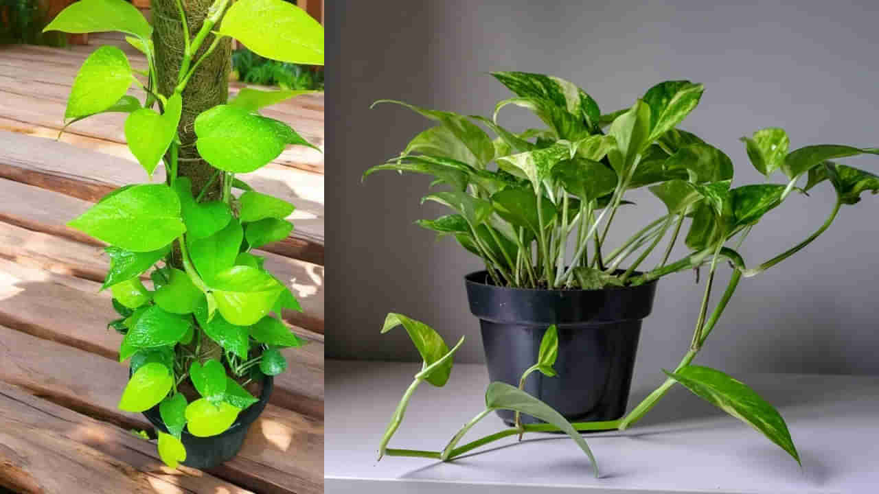 Money Plant: ఈ సీజన్లో మనీ ప్లాంట్ ఆకులు పసుపు రంగులోకి మారుతున్నాయా? ఇలా చేస్తే పచ్చగా మారుతాయ్!