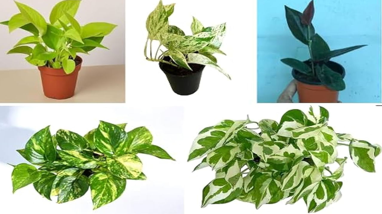 అలాగే, మనీ ప్లాంట్‌ను  ఈశాన్య దిశ మధ్యలో ఎప్పుడూ నాటకూడదని చెబుతున్నారు. ఈ దిశ చాలా పవిత్రమైనదిగా పరిగణిస్తారు. అయితే ఈ దిశకు అధిపతి బృహస్పతి. మనీ ప్లాంట్ శుక్రుడికి సంబంధించినది. బృహస్పతి, శుక్ర గ్రహాల మధ్య చెడు సంబంధం కారణంగా, ఇంట్లో ఈ దిశలో నాటిన మనీ ప్లాంట్ కారణంగా ఆర్థిక సమస్యలను ఎదుర్కోవలసి వస్తుందని అంటున్నారు.