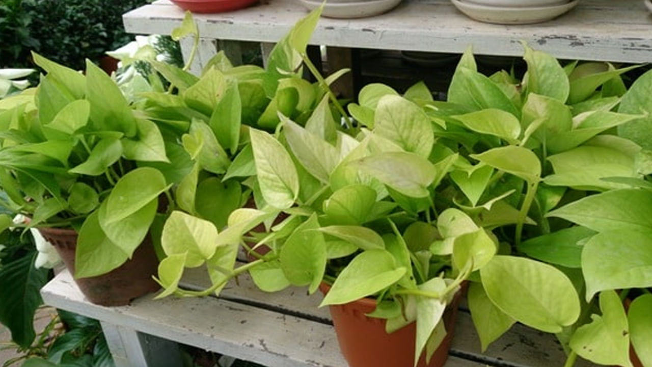 ఇకపోతే, మనీ ప్లాంట్ ఆకులు ఎండిపోతుంటే, వాటిని వెంటనే తొలగించాలని చెబుతున్నారు. మొక్క తీగ నేలను తాకకుండా జాగ్రత్త వహించాలి. బదులుగా దాని తీగకు తాడు లేదా కర్ర కట్టి పైకి వెళ్లనివ్వండి. తీగను పెంచడం సంపద, శ్రేయస్సును ఇస్తుంది. వృత్తిలో పురోగతి ఉంటుంది. మనీ ప్లాంట్ తీగ నేలపై ఉంటే, ఎవరైనా ఆర్థిక నష్టాన్ని ఎదుర్కోవలసి ఉంటుంది . శ్రేయస్సుకు అవరోధంగా మారుతుంది.