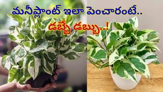 Raspberry: ఈ బెర్రీస్‌ తింటే‌ బ్రెయిన్‌ షార్ప్‌ అవుతుందట..  గుండె ఆరోగ్యానికి శ్రీరామ రక్ష..!