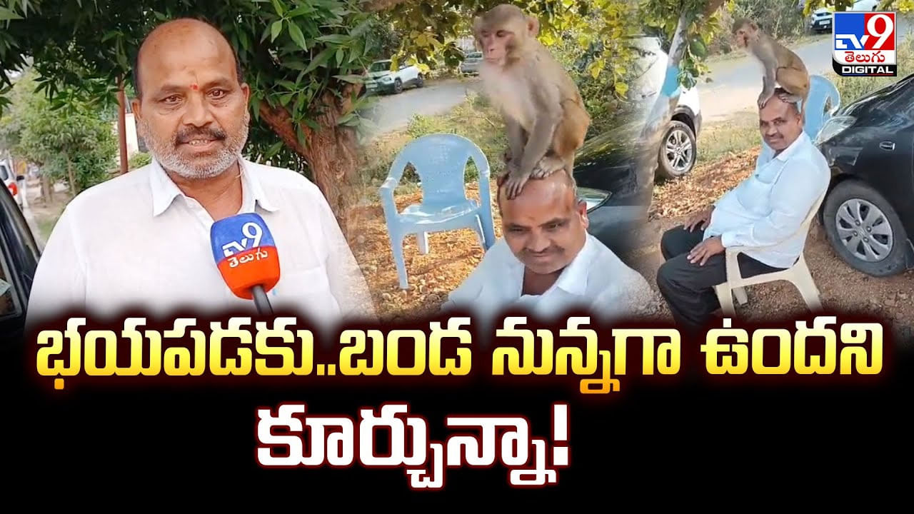 హే కోతి లెవ్! అది బండరాయి కాదే.. బట్టతల.. దిగు.. దిగు