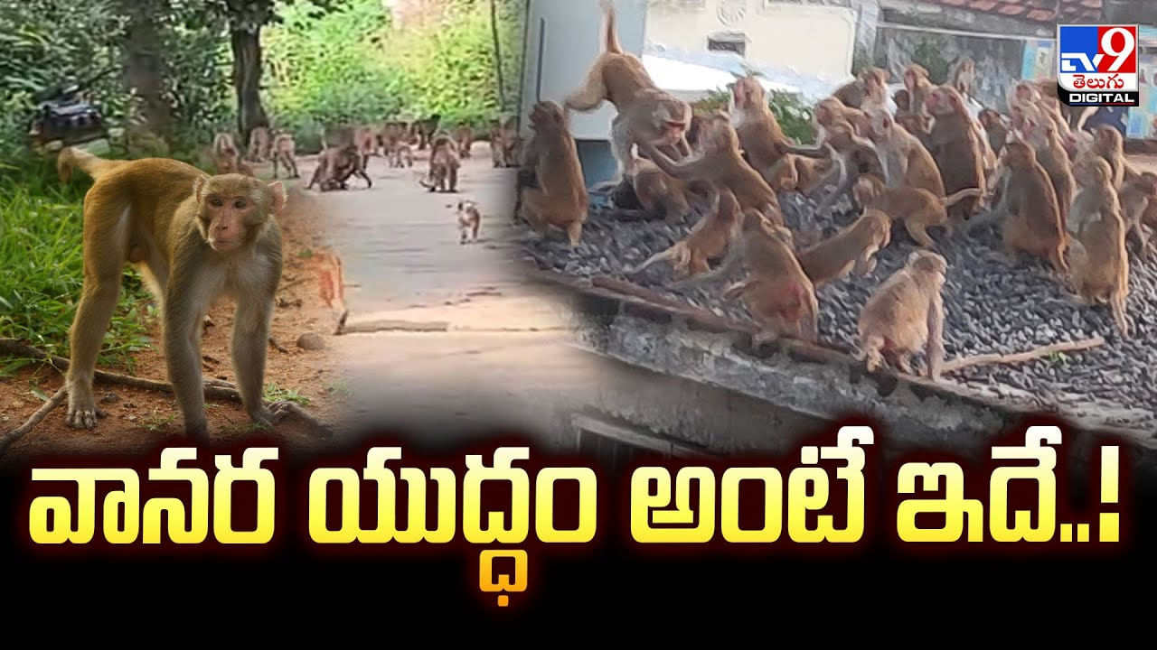 వానర యుద్ధం అంటే ఇదే.. భయంతో ప్రజలు పరుగో పరుగు