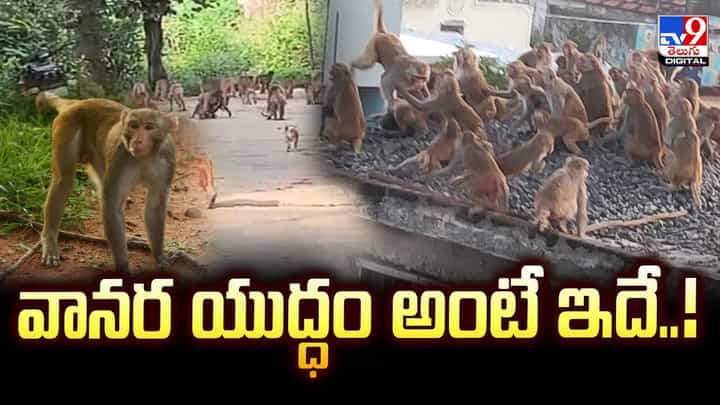 వానర యుద్ధం అంటే ఇదే.. భయంతో ప్రజలు పరుగో పరుగు వానర యుద్ధం అంటే ఇదే.. భయంతో ప్రజలు పరుగో పరుగు