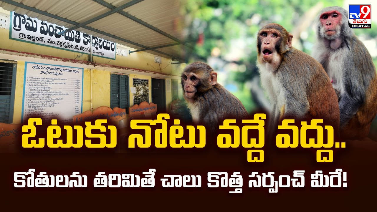 ఓటుకు నోటు వద్దే వద్దు.. కోతులను తరిమితే చాలు కొత్త సర్పంచ్‌ మీరే