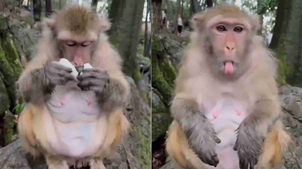 ఈ వాసనంటే కోతులకు పుట్టెడు భయం..! ఇలా చేస్తే మీ ఇంటి చుట్టుపక్కల్లోకి అస్సలు రావు