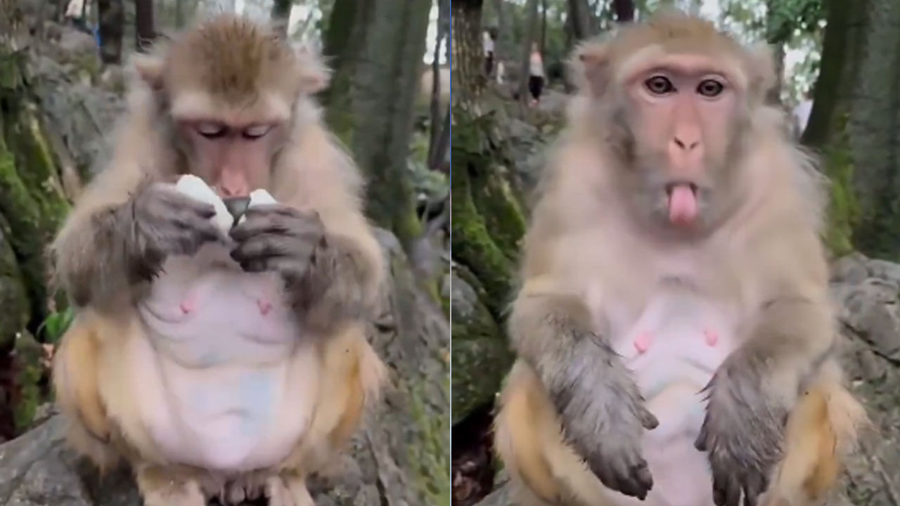 ఈ వాసనంటే కోతులకు పుట్టెడు భయం..! ఇలా చేస్తే మీ ఇంటి చుట్టుపక్కల్లోకి అస్సలు రావు