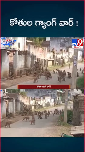 వామ్మో.. వందలాది కోతుల మధ్య గ్యాంగ్ వార్..! వీడియో చూస్తే షాకే