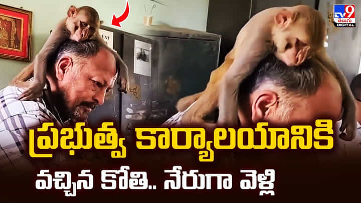 ప్రభుత్వ కార్యాలయానికి వచ్చిన కోతి.. నేరుగా వెళ్లి ప్రభుత్వ కార్యాలయానికి వచ్చిన కోతి.. నేరుగా వెళ్లి