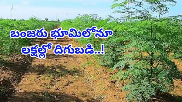 బంజరు భూమిలోనూ లక్షల్లో దిగుబడి..పెట్టుబడి జీరో..! 10 మొక్కలు వేసుకున్నా సిరులపంటే..