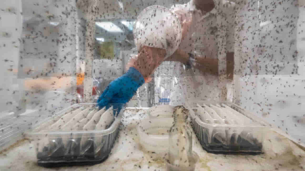 దోమల పెంపకం.. ఆ దేశంలో ప్రభుత్వమే దోమల్ని పెంచి, జనావాసాల్లో వదులుతుంది! ఎందుకో తెలిస్తే.. మన దేశంలోనూ అదే చేయాలంటారు!