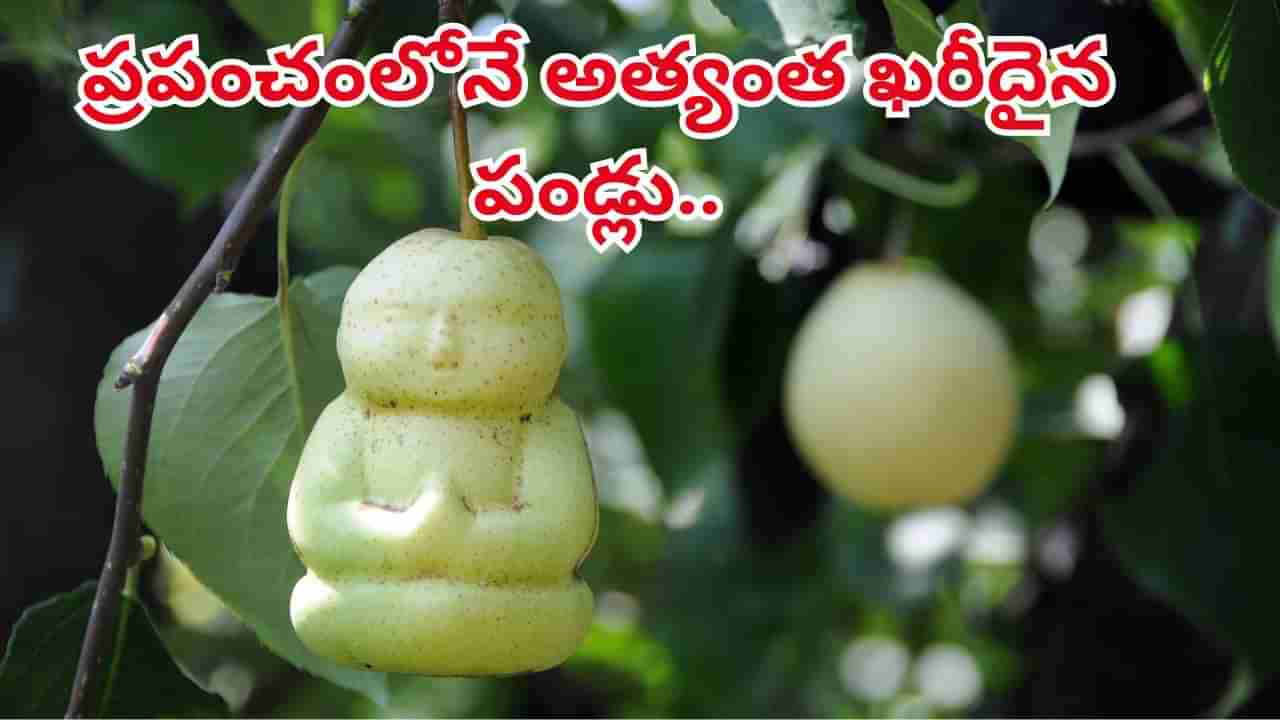 ఓరీ దేవుడో.. ఈ పండ్లు తినాలంటే ఆస్తులు అమ్ముకోవాల్సిందేనట..ఒక్కో పండు ధర లక్షల్లోనే..