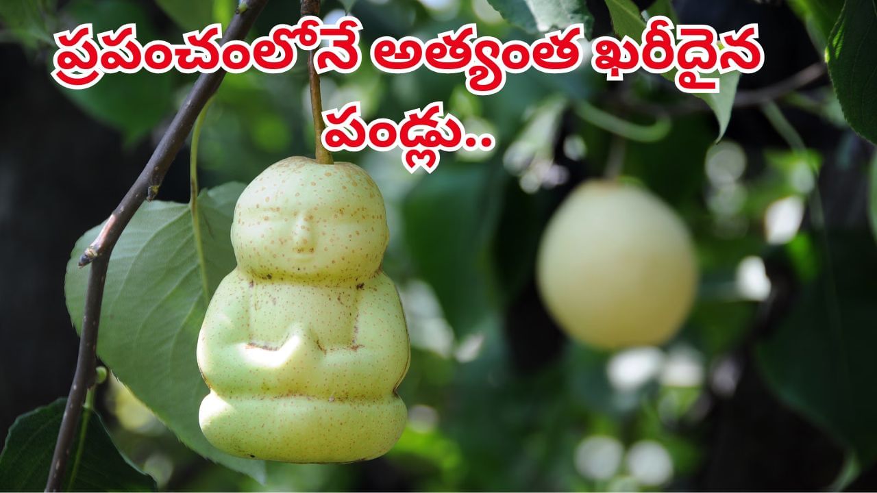 ఓరీ దేవుడో.. ఈ పండ్లు తినాలంటే ఆస్తులు అమ్ముకోవాల్సిందేనట..ఒక్కో పండు ధర లక్షల్లోనే..
