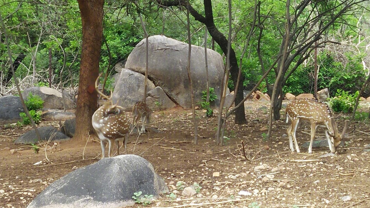 Mrugavani National Park