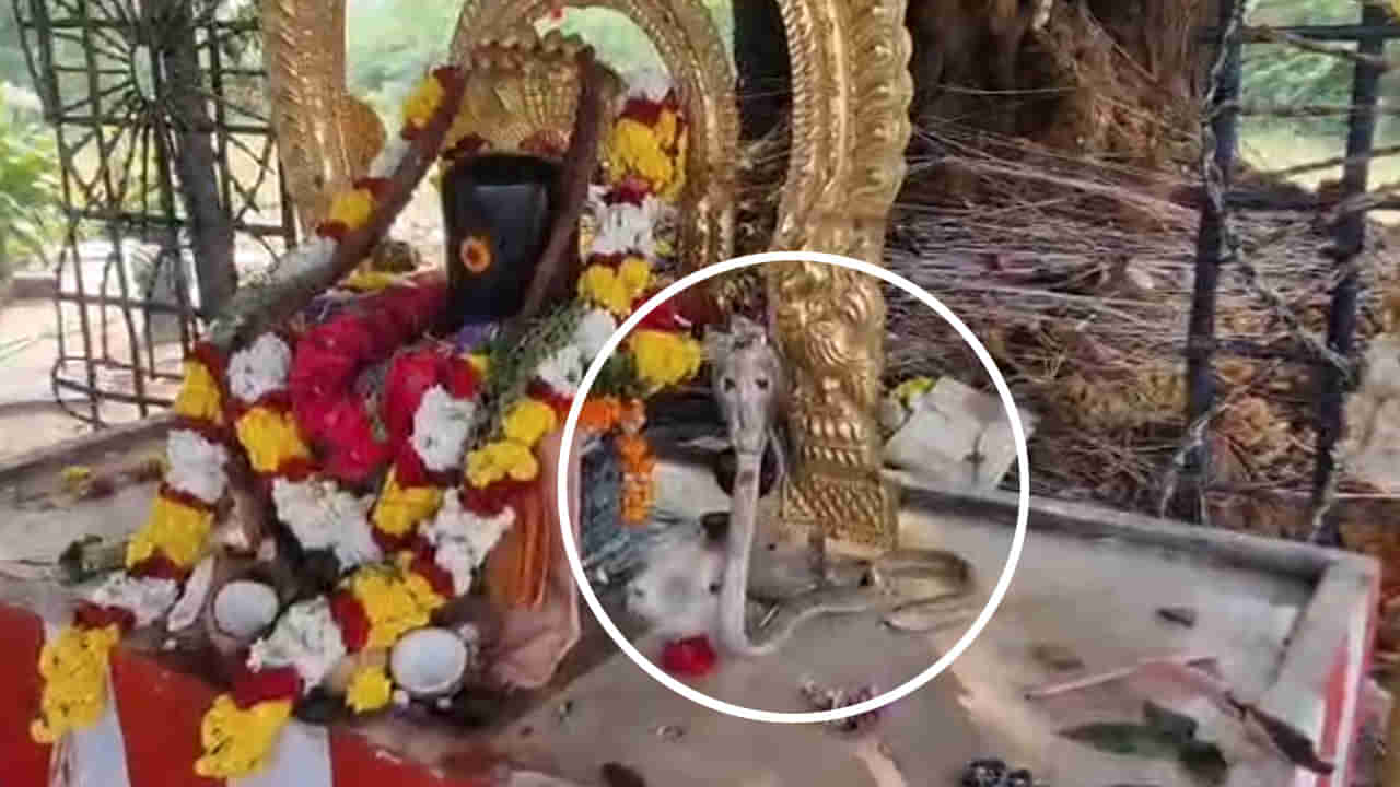 Andhra: కార్తీకమాసం ఆఖరి సోమవారం ముందు అద్భుతం.. శివయ్యకు పూజలు చేసిన నాగుపాము.. వీడియో