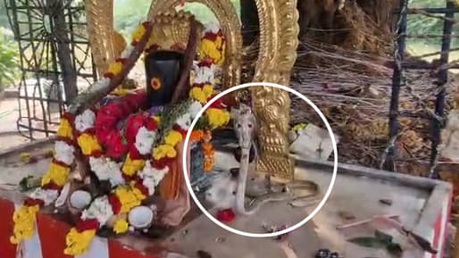 Andhra: కార్తీకమాసం ఆఖరి సోమవారం ముందు అద్భుతం.. శివయ్యకు పూజలు చేసిన నాగుపాము.. వీడియో