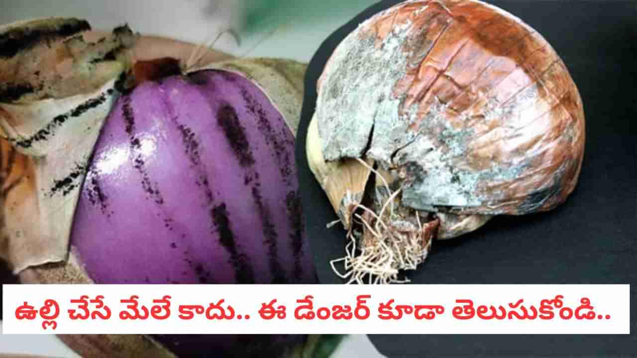 Black Mold: ఈ ఫంగస్ను ముట్టుకుంటేనే ప్రమాదం.. ఇక తింటే అంతే సంగతులు..