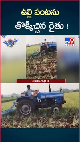 Video: అయ్యో.. ఉల్లి పంటను ట్రాక్టర్‌తో తొక్కించిన రైతన్న