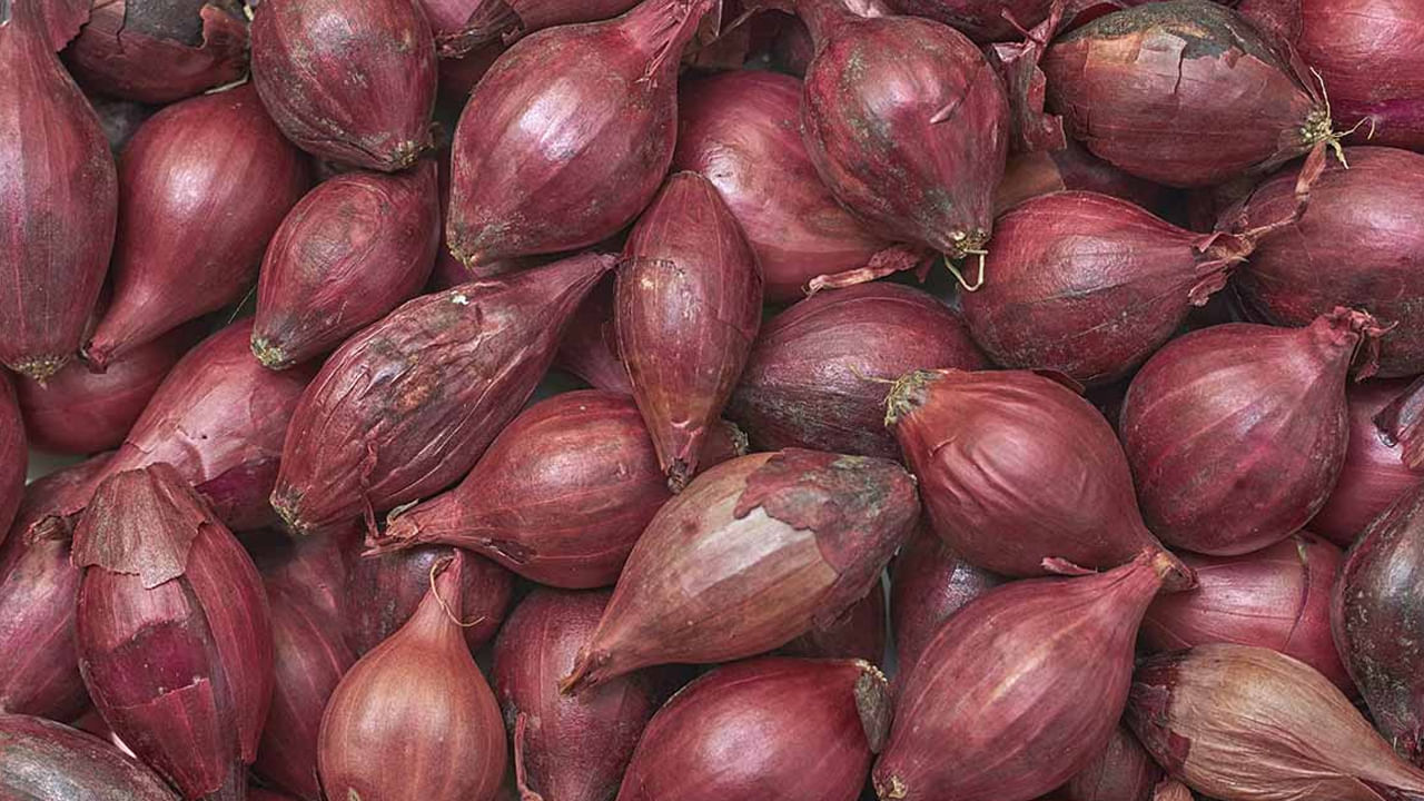 ఉల్లిపాయ తొక్కను తనిఖీ చేయండి: ఉల్లిపాయ బయటి తొక్క పొడిగా మరియు సన్నగా ఉండాలి. దానిపై తేమ ఉండకూడదు. తొక్క తడిగా ఉంటే, ఉల్లిపాయ లోపలి నుండి చెడిపోతుందని అర్థం. మెరిసే మరియు దృఢమైన తొక్క కలిగిన ఉల్లిపాయలు మంచివి.