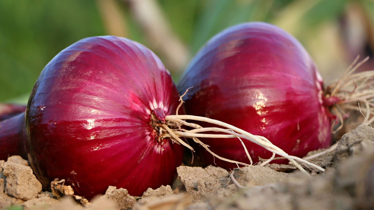 ఒక వేళ మీరు కొనే ఉల్లిపాయల పై పచ్చి మొలకలను ఉన్నాయాల లేదో చూసుకోండి..ఉల్లిపాయ పైభాగంలో ఉన్న పచ్చి మొలకలు విరిగిపోకూడదు. విరిగిన ఉల్లిపాయలు లోపల బోలుగా ఉంటాయి. తక్కువ నిల్వ సామర్థ్యాన్ని కలిగి ఉంటాయి. అటువంటి ఉల్లిపాయలను త్వరగా ఉపయోగించాలి.