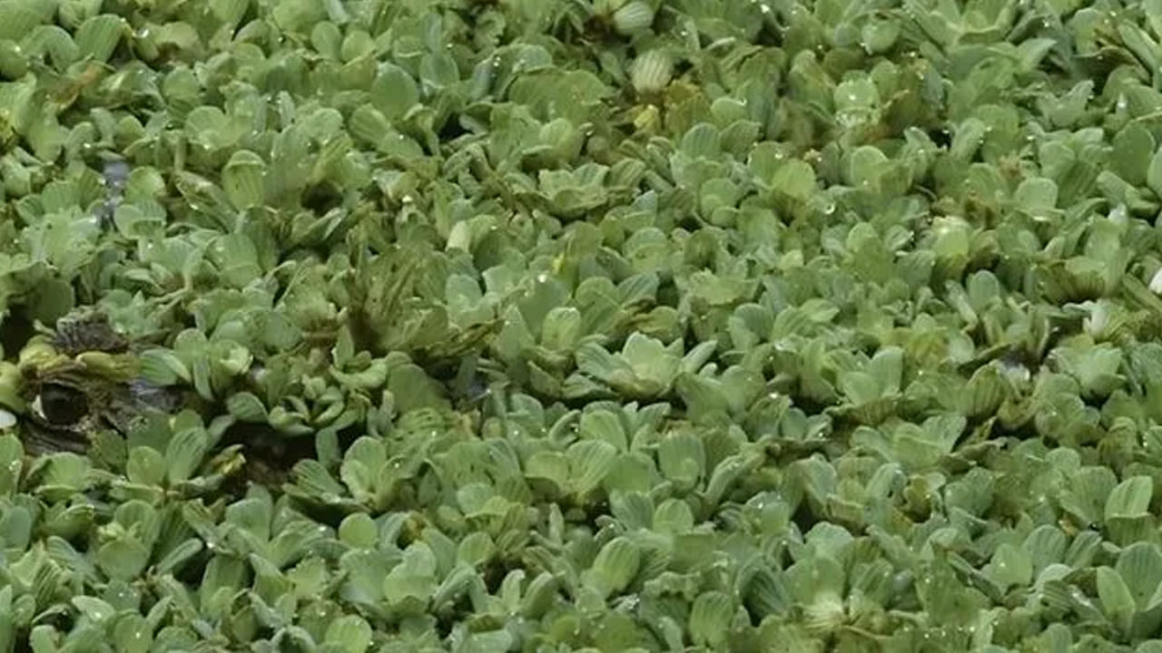 పజిల్ గేమ్స్, ఆప్టికల్ ఇల్యూషన్స్, మానసిక ఉల్లాసాన్ని అందిస్తాయి. వీటిని పరిష్కరించడం వలన మానసిక ప్రశాంతత కలగడమే కాకుండా మెదడు పనితీరును కూడా మెరుగు పడేలా చేస్తుంది. అంతే కాకుండా ఇవి దృష్టి నైపుణ్యాన్ని మెరుగు పరుస్తాయి. అందువలన చిన్న పిల్లల నుంచి, పెద్ద వారి వరకు చాలా మంది వీటిని పరిష్కరిచడానికి ఎక్కువ ఇంట్రెస్ట్ చూపిస్తుంటారు.