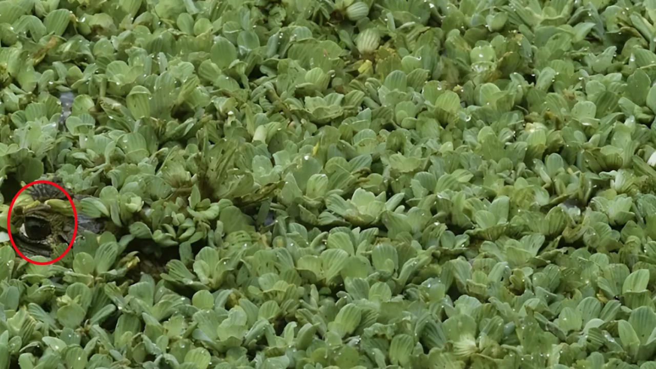 ఇక ఈ మధ్య సోషల్ మీడియాలో ఇలాంటి ఆప్టికల్ ఇల్యూషన్స్ తెగ వైరల్ అవుతున్నాయి. ఇవి ఆలోచనా నైపుణ్యాలను మెరుగు పరచడమే కాకుండా, కొత్త పరిష్కారాలను కనుగొనడానికి కూడా మీ మెదడును సిద్ధం చేస్తుంది.