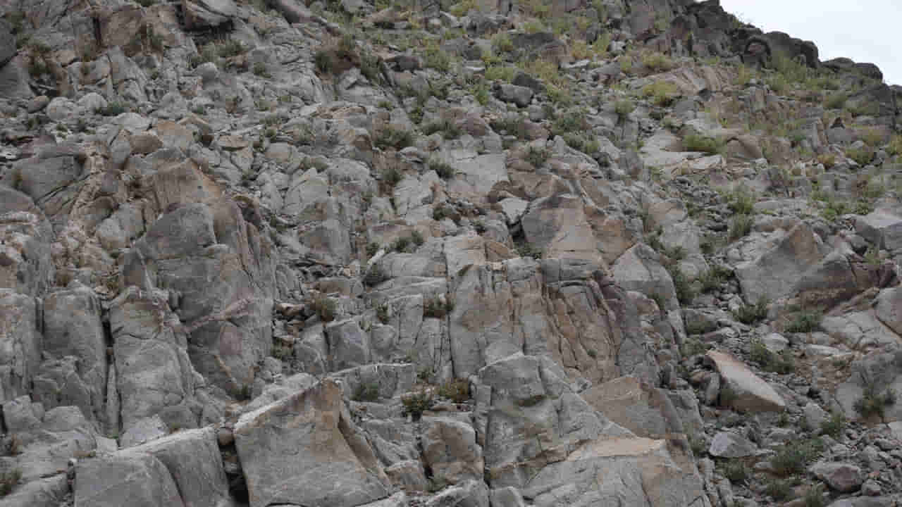 Optical Illusion: దమ్ముంటే కాస్కో.. ఈ ఫొటోలో గొర్రె ఎక్కడ ఉందో కనిపెట్టగలరా..?