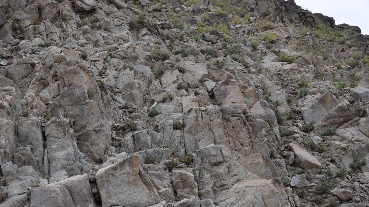 Optical Illusion: దమ్ముంటే కాస్కో.. ఈ ఫొటోలో గొర్రె ఎక్కడ ఉందో కనిపెట్టగలరా..?