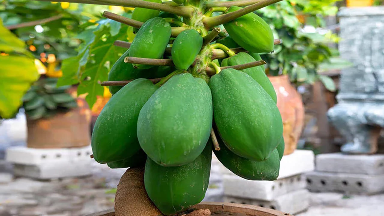Papaya Plant