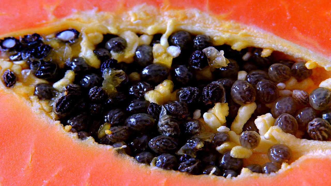 బొప్పాయి గింజలు తీసుకుంటే ఊబకాయ సమస్య తగ్గుతుంది. ఈ గింజల నీటిని పరగడపున తాగితే నడుము చుట్టూ పేరుకుపోయిన కొవ్వు కరిగిపోతుంది. కడుపు నిండిన భావన కలిగిస్తుంది. దీని వల్ల జీర్ణశక్తి, జీవక్రియకి మంచిది. మొత్తం బరువుని కంట్రోల్ చేయడంలో తోడ్పడుతుంది. 
