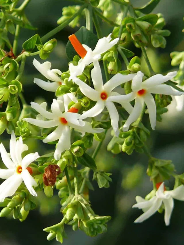 పారిజాత ఆకులను ఇలా వాడితే.. అనారోగ్యం పరార్..